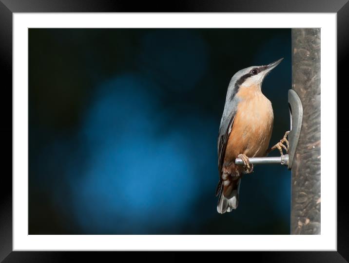 Eurasian nuthatch Framed Mounted Print by Andrew Michael