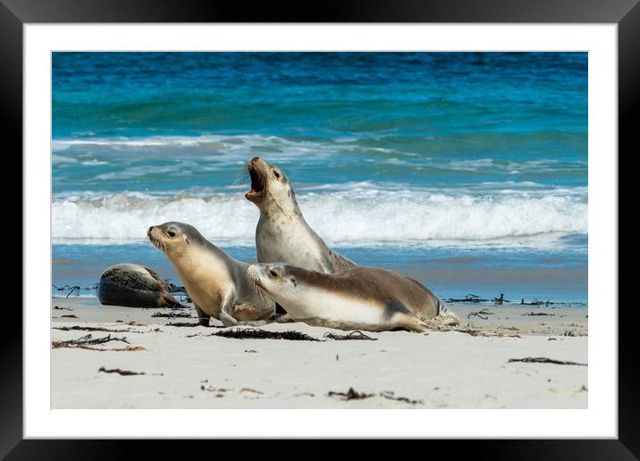 Australian Sea Lions at Seal Bay, Kangaroo Island. Framed Mounted Print by Andrew Michael