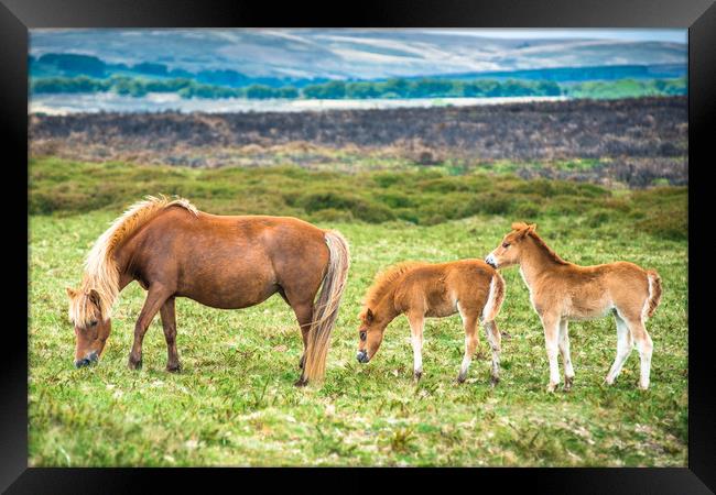 Dartmoor pony mare and two foals  Framed Print by Andrew Michael