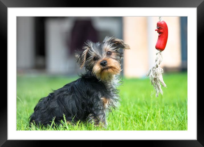 Yorkshire Terrier puppy Framed Mounted Print by Andrew Michael