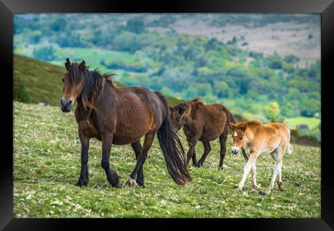 Dartmoor ponies Framed Print by Andrew Michael