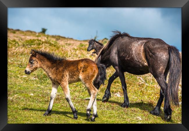 Dartmoor pony foal with mare Framed Print by Andrew Michael
