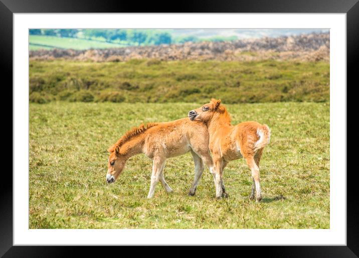 Baby ponies Dartmoor Framed Mounted Print by Andrew Michael