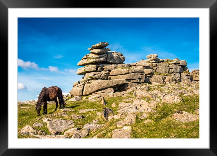Dartmoor pony at  Great Staple Tor Framed Mounted Print by Andrew Michael