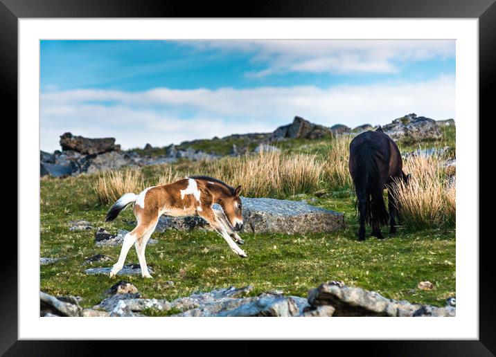 Frolicking baby pony on Dartmoor Framed Mounted Print by Andrew Michael