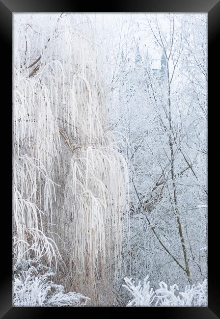 Frost Framed Print by Andrew Michael
