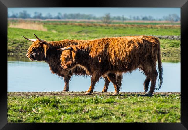 Highland cattle grazing on Wicken Fen Framed Print by Andrew Michael