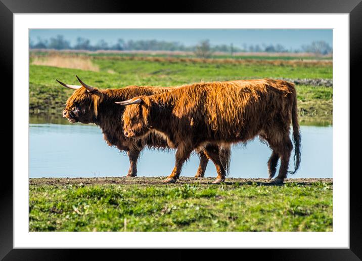 Highland cattle grazing on Wicken Fen Framed Mounted Print by Andrew Michael