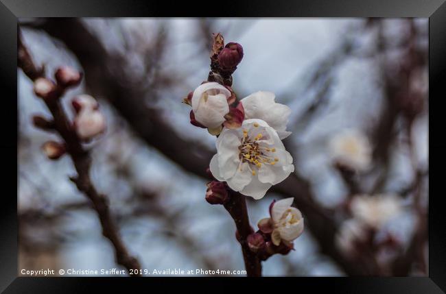 Almond blossom Framed Print by Christine Seiffert