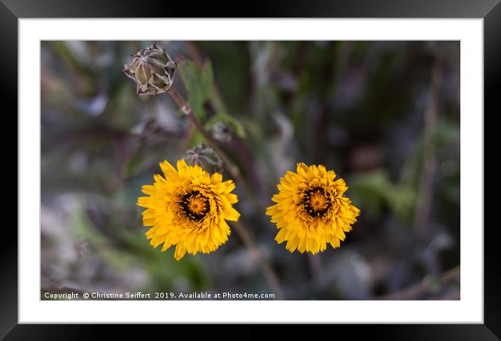 February flowers Framed Mounted Print by Christine Seiffert