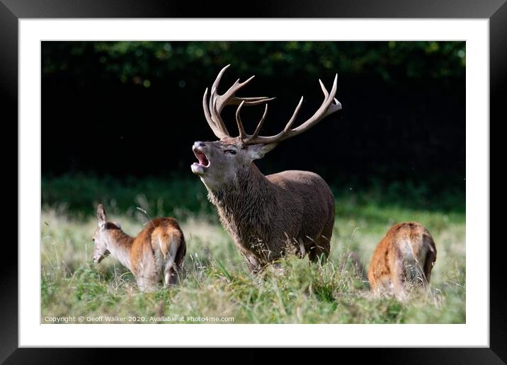 A stag bellowing during the rut Framed Mounted Print by Geoff Walker