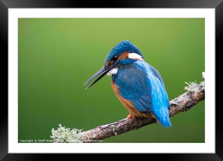 Kingfisher Framed Mounted Print by Geoff Walker
