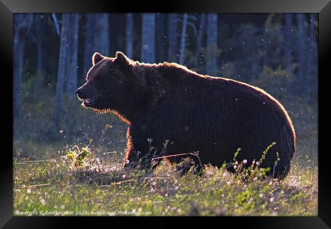 A european brown bear  Framed Print by Geoff Walker