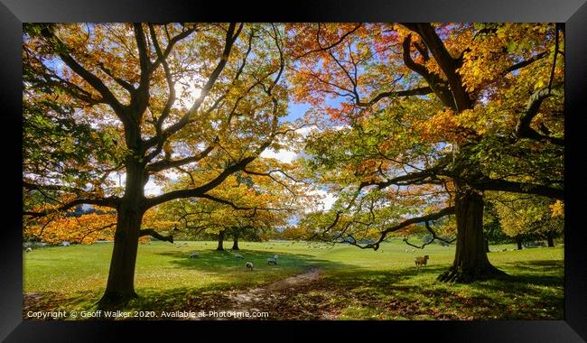 Autumnal,sheep,scene  Framed Print by Geoff Walker