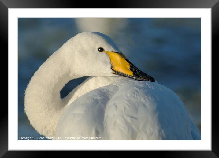 Whooper Swan resting  Framed Mounted Print by Geoff Walker