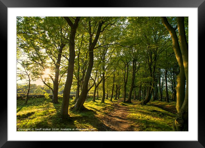 Sunset springtime in the wood Framed Mounted Print by Geoff Walker