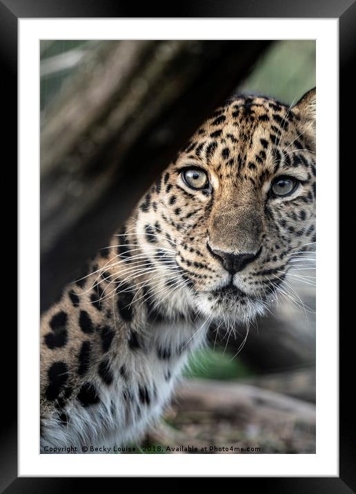 Jaggy the Jaguar Framed Mounted Print by Becky Louise 