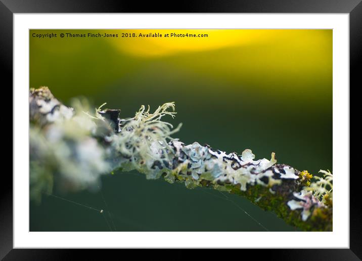 Lonely Branch Framed Mounted Print by Thomas Finch-Jones