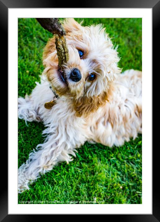 Close up of Cavapoo with stick  Framed Mounted Print by Claire Turner
