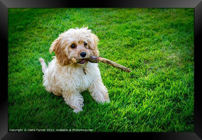 Cavapoo puppy sat on grass with its stick Framed Print by Claire Turner