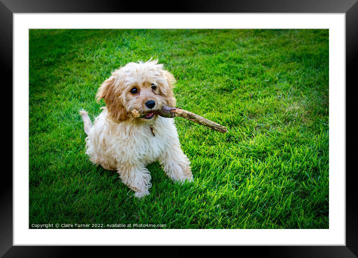 Cavapoo puppy sat on grass with its stick Framed Mounted Print by Claire Turner
