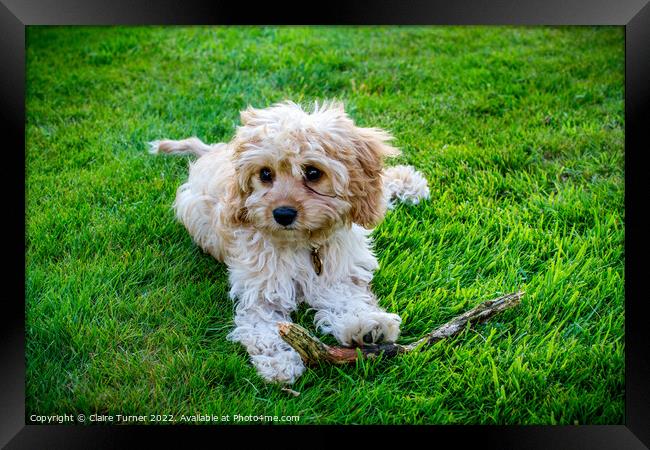 Cavapoo with stick  Framed Print by Claire Turner