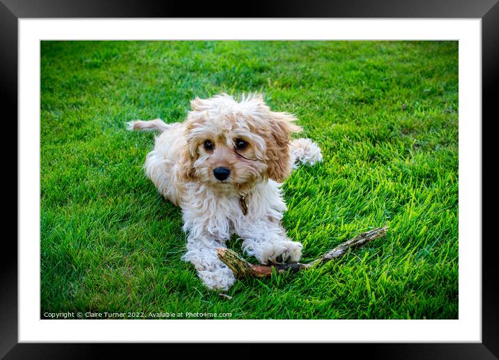Cavapoo with stick  Framed Mounted Print by Claire Turner