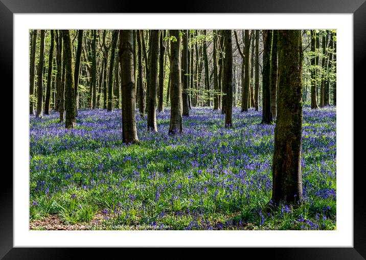 Bluebells in the wild woods #1 Framed Mounted Print by Claire Turner