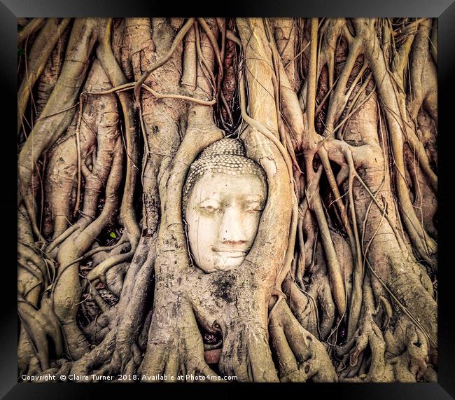 Buddha head in tree roots Framed Print by Claire Turner