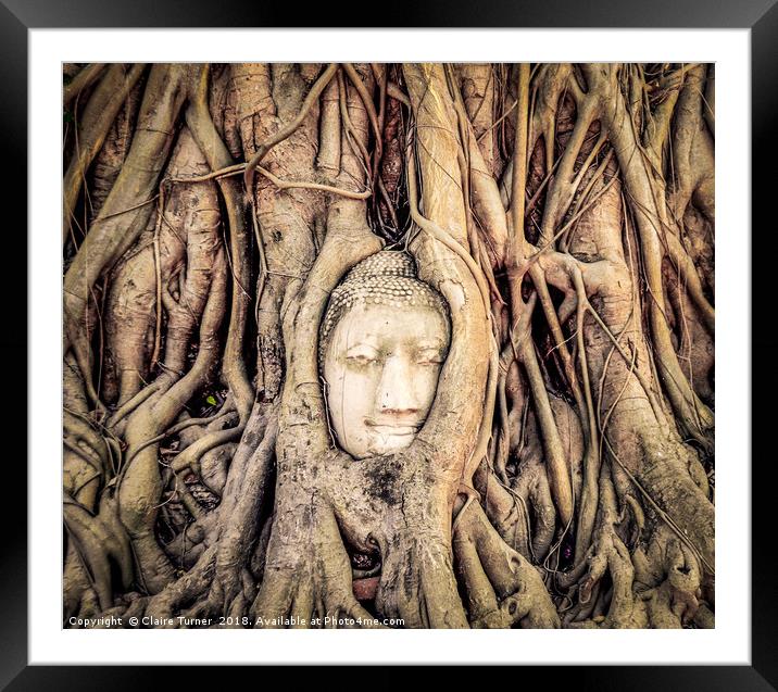 Buddha head in tree roots Framed Mounted Print by Claire Turner