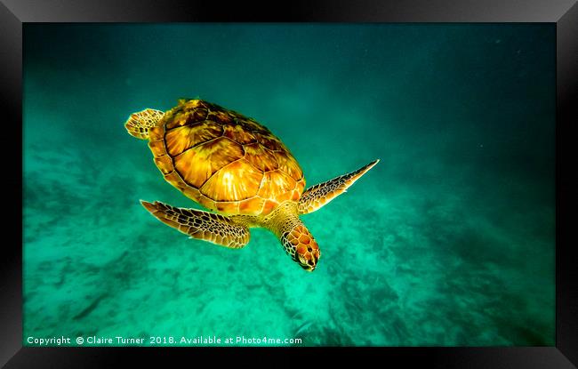 Green turtle  Framed Print by Claire Turner