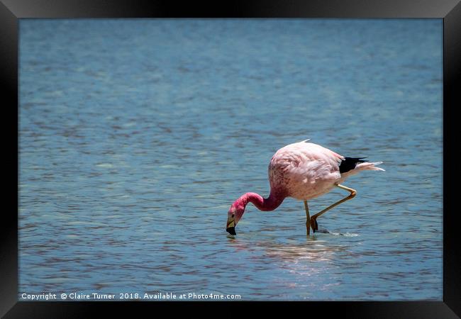 Flamingo in water Framed Print by Claire Turner