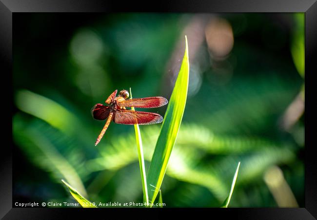 Red dragonfly Framed Print by Claire Turner