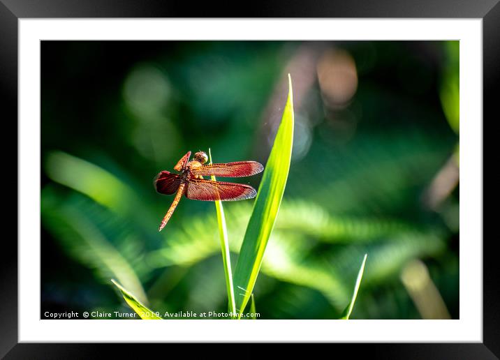 Red dragonfly Framed Mounted Print by Claire Turner