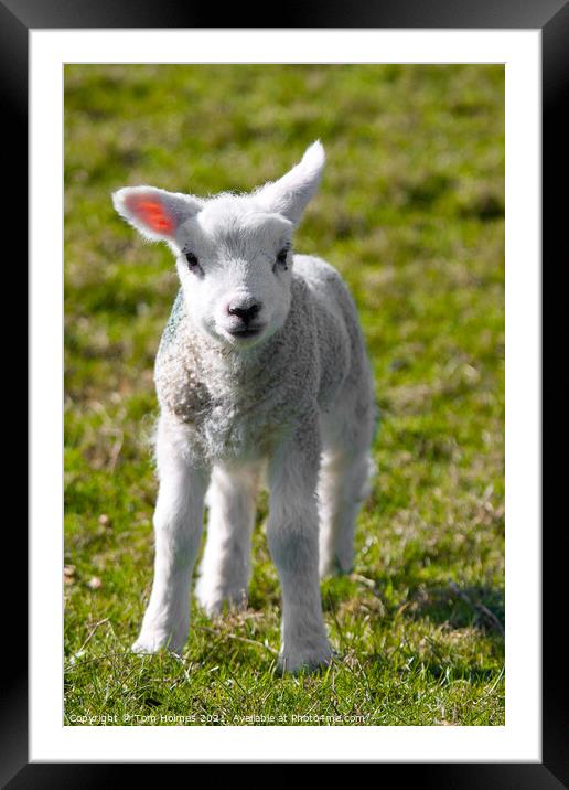 A Newborn Lamb, Carleton-In-Craven Framed Mounted Print by Tom Holmes