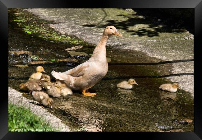 Duck & Ducklings Framed Print by Tom Holmes