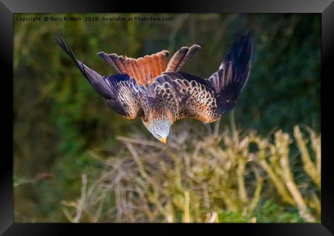 Red Kite Swooping Framed Print by Gary Britton
