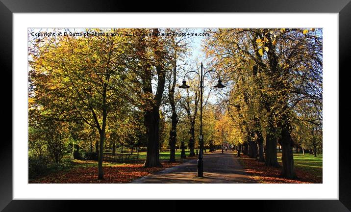 Lovely autumn  Framed Mounted Print by D Buttolph Photography