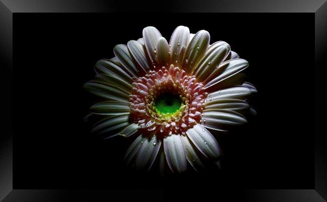 Lovely Germini-gerbera  Framed Print by D Buttolph Photography