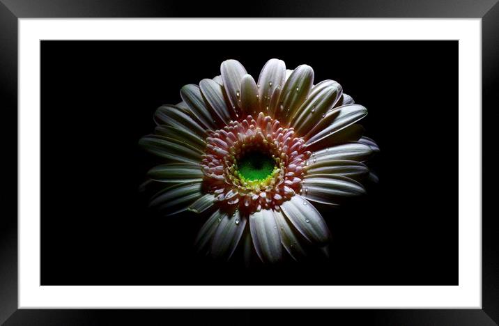 Lovely Germini-gerbera  Framed Mounted Print by D Buttolph Photography