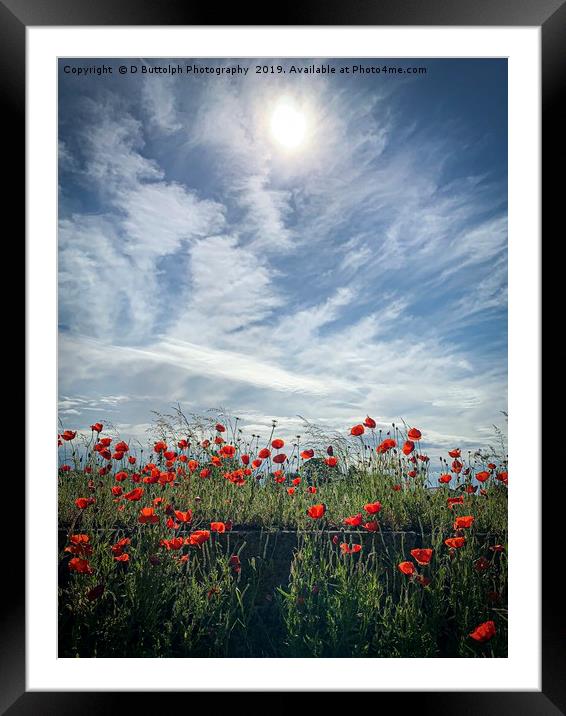 Lovely Poppy’s  Framed Mounted Print by D Buttolph Photography