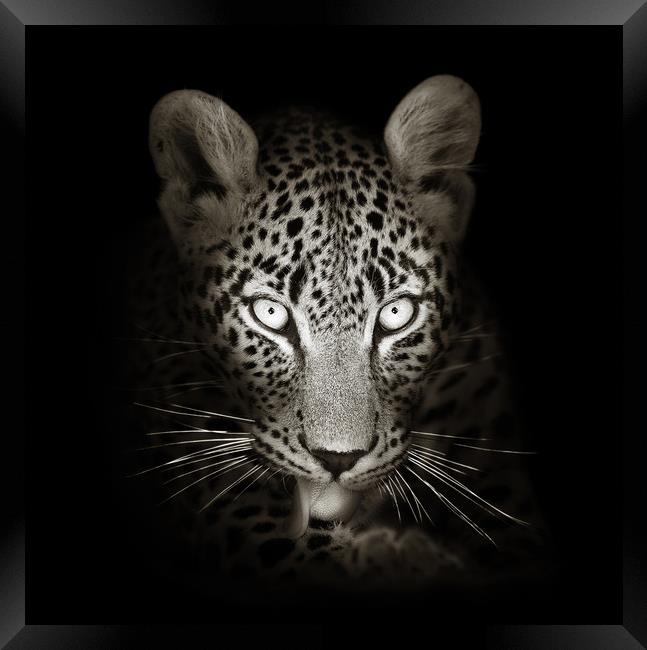 Leopard portrait in the dark Framed Print by Johan Swanepoel