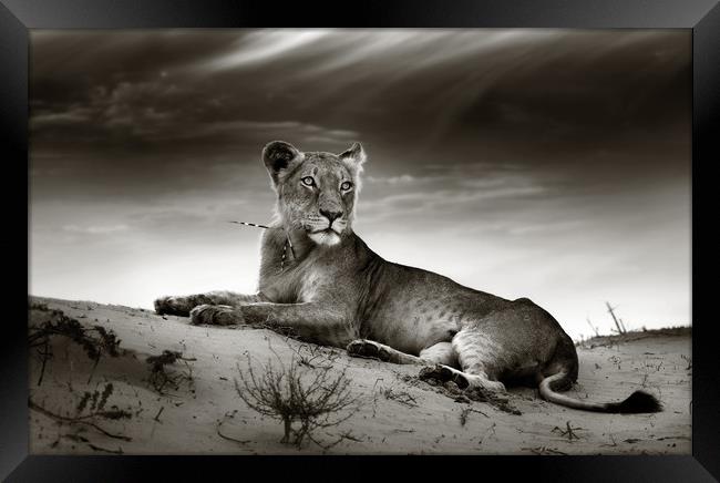 Lioness on desert dune Framed Print by Johan Swanepoel