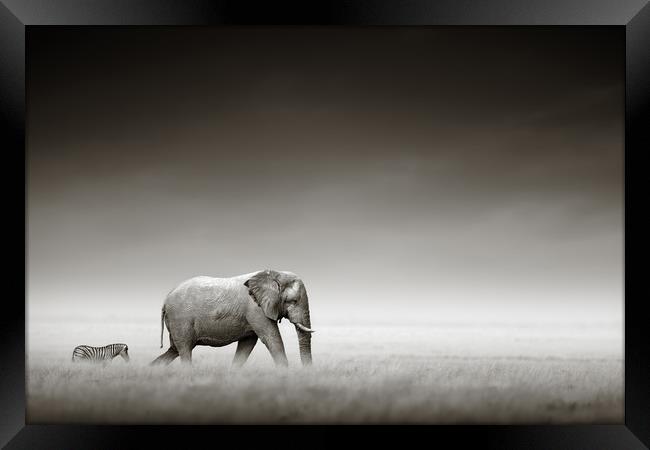 Elephant with zebra (Artistic processing) Framed Print by Johan Swanepoel