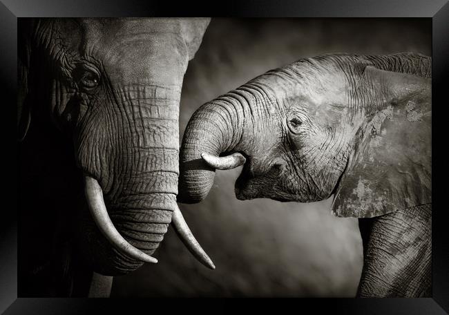Elephant affection (Artistic processing) Framed Print by Johan Swanepoel