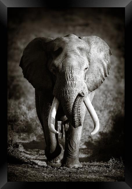Elephant Bull with huge tusks Framed Print by Johan Swanepoel