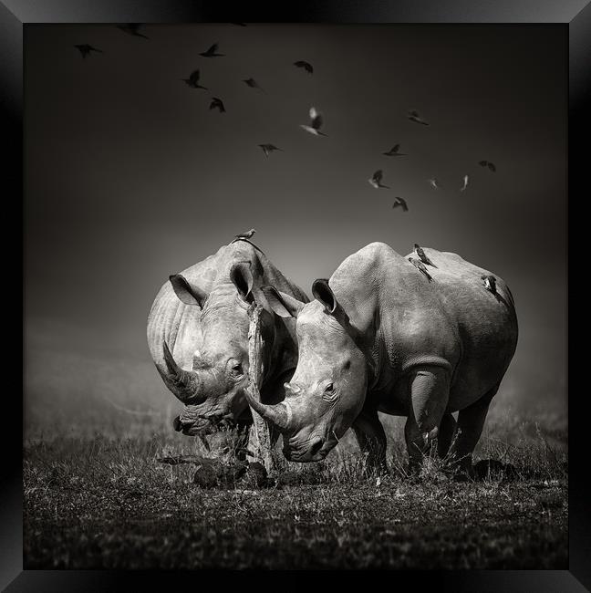 White Rhinoceros with birds Framed Print by Johan Swanepoel