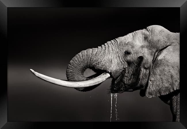 Elephant bull drinking water Framed Print by Johan Swanepoel