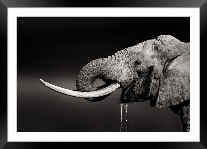 Elephant bull drinking water Framed Mounted Print by Johan Swanepoel