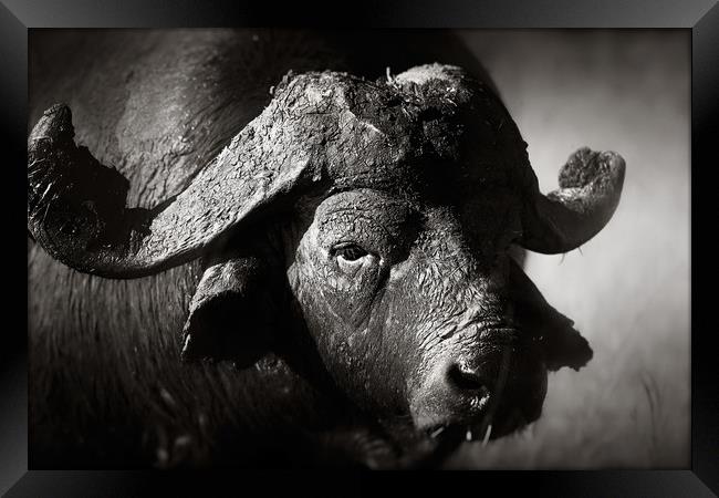 African buffalo portrait (Syncerus caffer) - Kruge Framed Print by Johan Swanepoel